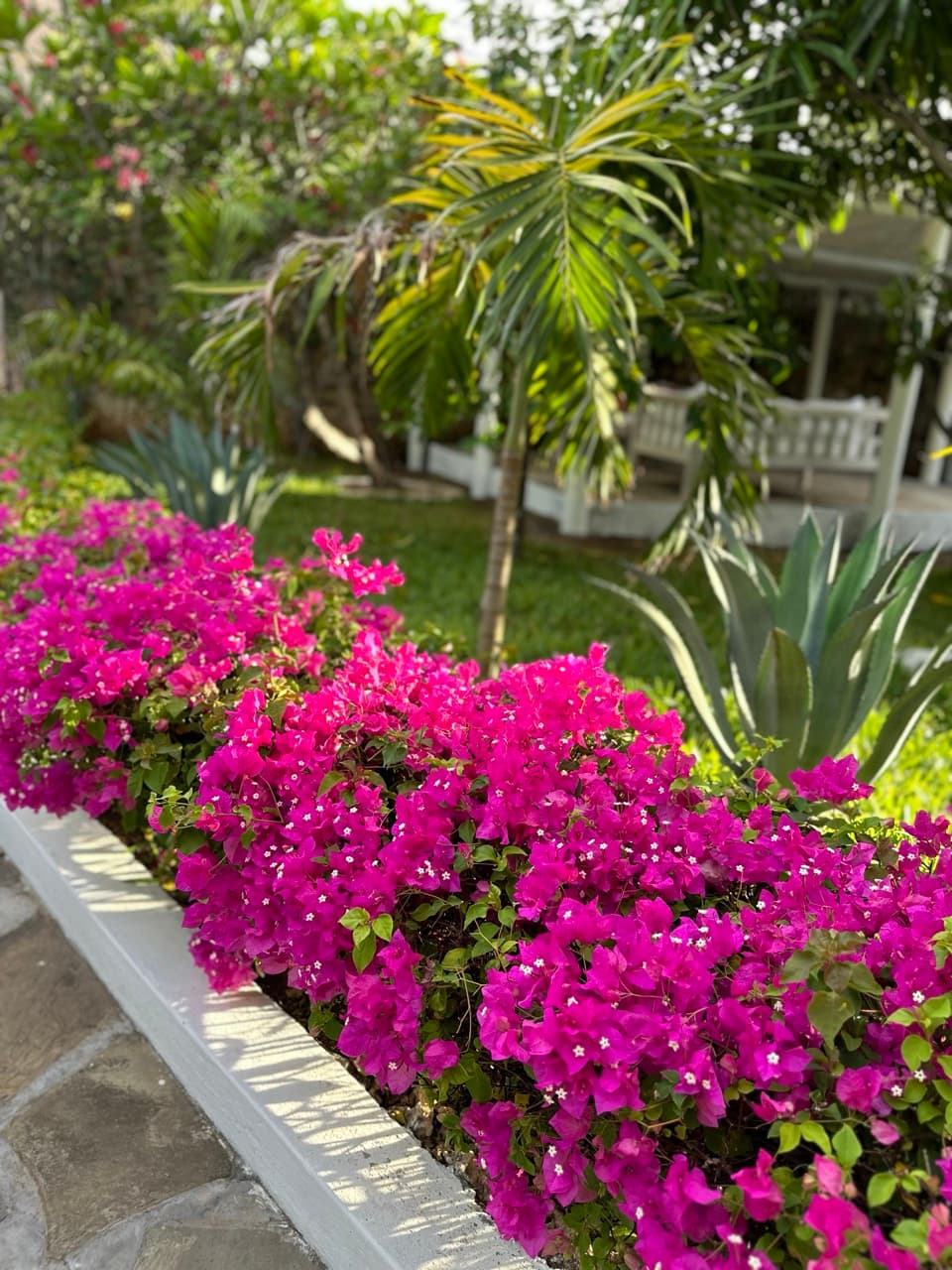 Tropical garden with fuchsia bougainvillea at the villa in Watamu